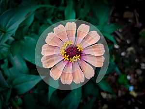 bunga aster, Aster Flower photo