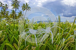 Bunga bakung, lilies, beach spider lily Hymenocallis littoralis, on the beach when the sky is bright blue.