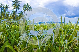 Bunga bakung, lilies, beach spider lily Hymenocallis littoralis, on the beach when the sky is bright blue.