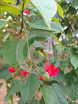 Bunga batavia or jatropha integerrima or peregrina or spicy jatropha. Red flower