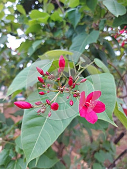 Bunga batavia or jatropha integerrima or peregrina or spicy jatropha. Red flower