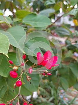 Bunga batavia or jatropha integerrima or peregrina or spicy jatropha. Red flower photo