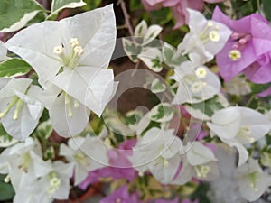 bunga bugenvil ungu dan putih, latar belakang yang indah photo