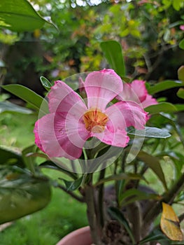 Bunga cantik yang berwarna merah muda