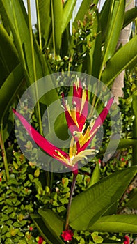 Bunga Cendrawasih or Isigude & x28;strelitzia reginae& x29;