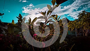 Bunga di halaman rumah