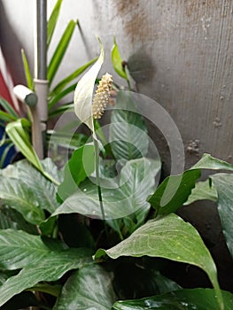 Bunga di pekarangan rumah yang cantik