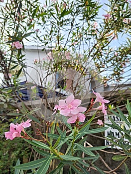 Bunga Jepun / bunga mentega & x28;Nerium oleander& x29; pink