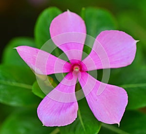 Bunga Jitra Kedah