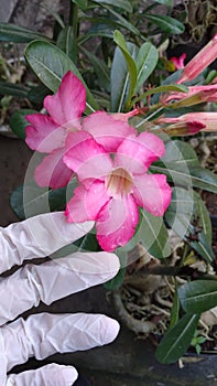 frangipani japan flower steril background photo