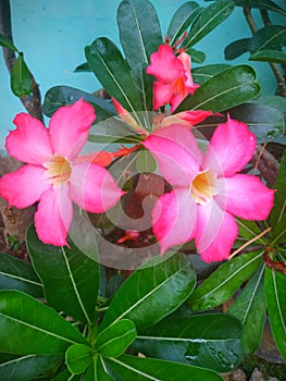 Bunga Kamboja : plumeria