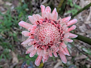 Bunga kecombrang yang indah