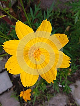 Bunga kenikir, yellow tickseed flower