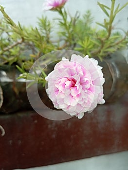 Rosa centifolia var. muscosa photo