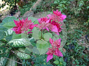 Bunga kertas pink bougainvillea