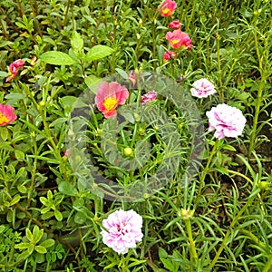 bunga krokot or purslane flower photo