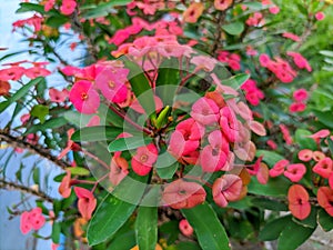 Bunga Mahkota Duri or Euphorbia Milii.