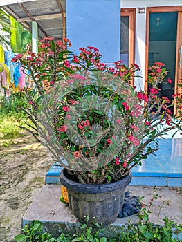 Bunga Mahkota Duri or Euphorbia Milii.