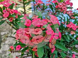 Bunga Mahkota Duri or Euphorbia Milii.