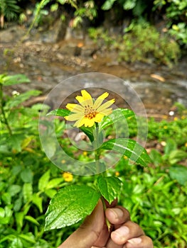 Bunga matahari photo