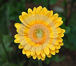 Bunga matahari Cameron Highland