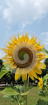 Bunga Matahari photo