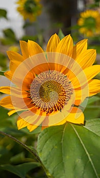 Bunga matahari or sun flower