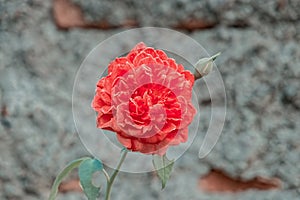 bunga mawar orange mekar di kebun photo