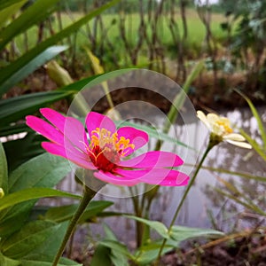 Bunga Merah Jambu Flower Pink