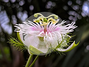 Bunga merkisa hutan