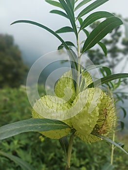 Bunga mirip rambutan