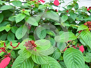 Bunga Nusa Indah Merah photo