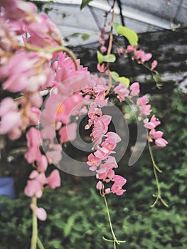 Bunga pengantin pink