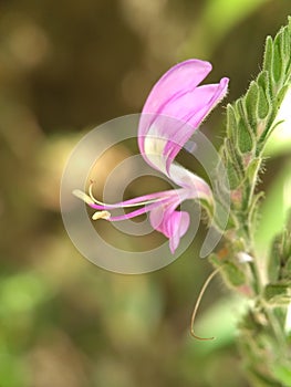 Bunga pink kecil unik dengan background bokeh untuk desain dan wallpaper