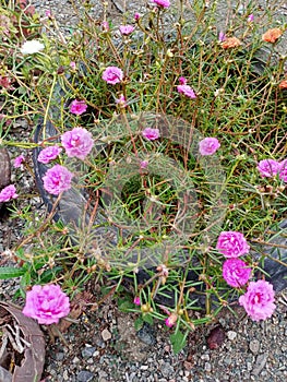 Bunga pukul sembilan