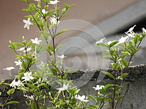 Bunga putih seperti melati