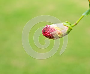 Bunga raya flowers blooming