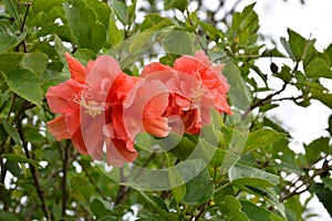 Bunga Raya in garden.