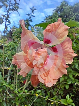 bunga raya hibiscus photo
