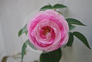 Bunga rose merah jambu