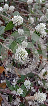 Bunga Rumput Liar & x28;White Wild flowers& x29; photo