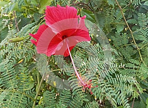 bunga sepatu or Hibiscus flowers (Latin: Hibiscus rosa-sinensis L.) are red, the leaves are green photo