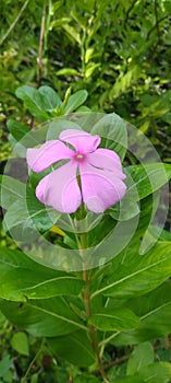 Bunga tapak dara flower