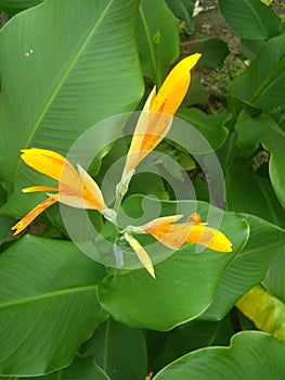 Bunga tasbih canna indica canna paniculata