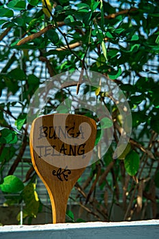 `Bunga Telang` or Butterfly pea or Clitoria ternatea written on the wooden sign in the garden