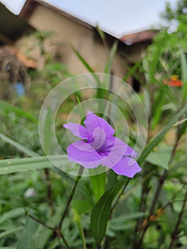 Bunga ungu besar dipekarangan rumah photo