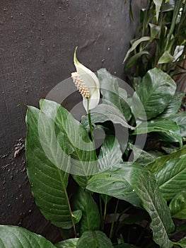 Bunga yang tumbuh disela-sela dedaunan