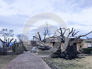 Bungalow house damaged by tornado and tree falls in Dallas, Texas