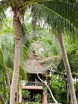 Bungalow in palm trees photo