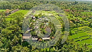 Bungalows in the jungle.